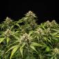 Preview: Samen 3x Medusa F1 Automatik Royalqueenseeds